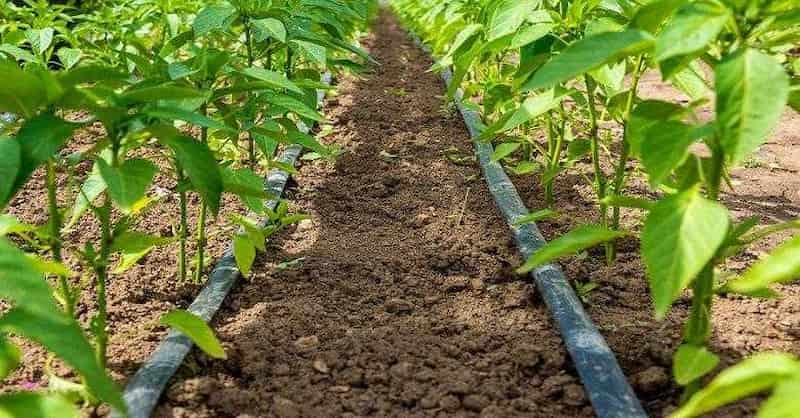 تصویر 2 از نوار آبیاری قطره ای پلاک دار مناسب کشت های ردیفی